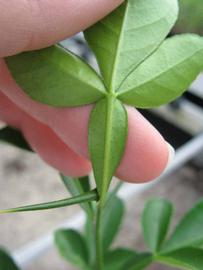              Petiole (Phillip Rucks Citrus Nursery, Frostproof, FL)       