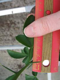              Trifoliolate leaf (Phillip Rucks Citrus Nursery, Frostproof,   FL)       