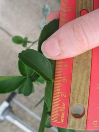              Trifoliolate leaf (Phillip Rucks Citrus Nursery, Frostproof,   FL)       