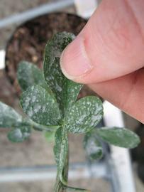              Trifoliolate leaf (Phillip Rucks Citrus Nursery, Frostproof,   FL)       
