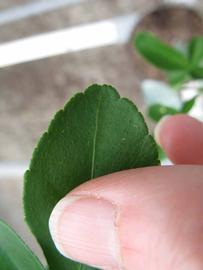              Margin (Phillip Rucks Citrus Nursery, Frostproof, FL)       