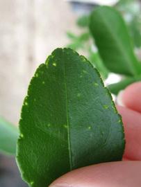              Margin (Phillip Rucks Citrus Nursery, Frostproof, FL)       