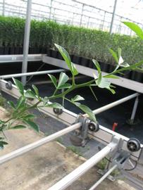            Leaves (Phillip Rucks Citrus Nursery, Frostproof, FL)   