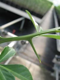              First year twig (Phillip Rucks Citrus Nursery, Frostproof,   FL)       