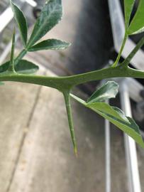              First year twig (Phillip Rucks Citrus Nursery, Frostproof,   FL)       