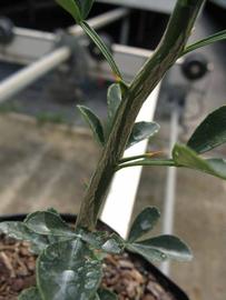              Second - third year twig (Phillip Rucks Citrus Nursery,   Frostproof, FL)       