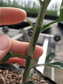              Second - third year twig (Phillip Rucks Citrus Nursery, Frostproof,   FL)       