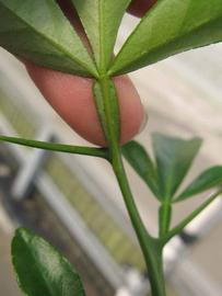              Petiole (Phillip Rucks Citrus Nursery, Frostproof, FL)       