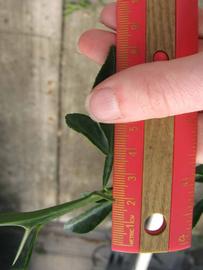              Trifoliolate leaf (Phillip Rucks Citrus Nursery, Frostproof,   FL)       