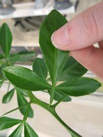              Trifoliolate leaf of  Citrus sunki        x  Poncirus trifoliata         (US-812   [citrandarin], Phillip Rucks Citrus Nursery, Frostproof, FL)       
