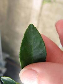              Margin (Phillip Rucks Citrus Nursery, Frostproof, FL)       