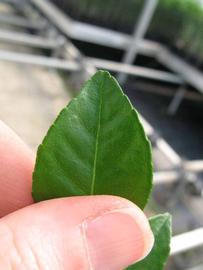              Margin (Phillip Rucks Citrus Nursery, Frostproof, FL)       