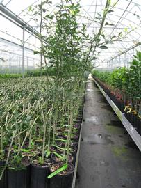            Habit (Phillip Rucks Citrus Nursery, Frostproof, FL)   