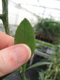              Margin (Phillip Rucks Citrus Nursery, Frostproof, FL)       