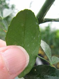              Margin (Phillip Rucks Citrus Nursery, Frostproof, FL)       