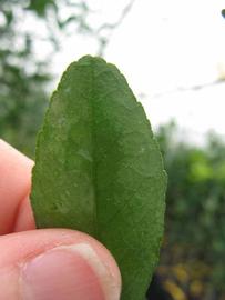              Margin (Phillip Rucks Citrus Nursery, Frostproof, FL)       