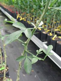            Leaves (Phillip Rucks Citrus Nursery, Frostproof, FL)   