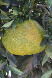            Fruit (Riverside, CA)   