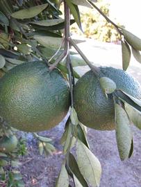            Immature fruit (Winter Haven, FL)   