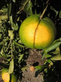            Immature fruit (Winter Haven, FL)   