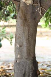            Bark (Riverside, CA)   