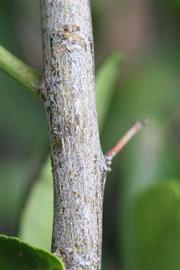              Second - third year twig (Riverside, CA)       