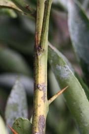            First year twig (Riverside, CA)   