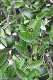              Sun leaves (Riverside, CA)       