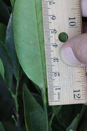              Unifoliolate leaf (Riverside, CA)       