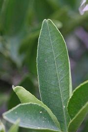              Margin (Riverside, CA)       