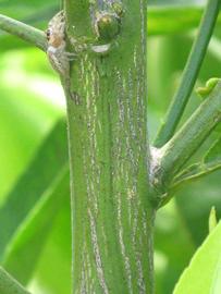              Second - third year twig (Riverside, CA)       