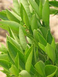              Sun leaves (Riverside, CA)       