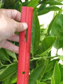              Unifoliolate leaf (Riverside, CA)       