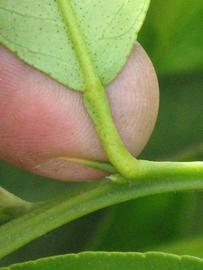              Petiole (Riverside, CA)       