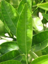              Unifoliolate leaf (Riverside, CA)       