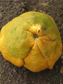            Fruit (Riverside, CA)   