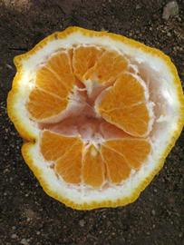            Fruit cross-section (Riverside, CA)   