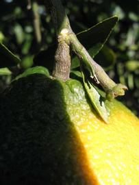            Immature fruit (Winter Haven, FL)   