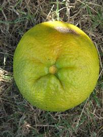            Fruit (Winter Haven, FL)   