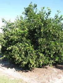            Habit (Winter Haven, FL)   