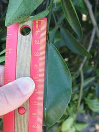              Unifoliolate leaf (Winter Haven, FL)       