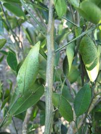              Second - third year twig (Winter Haven, FL)       