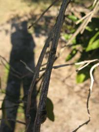              Second - third year twig (Winter Haven, FL)       