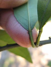              Petiole (Winter Haven, FL)       