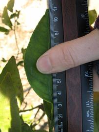              Unifoliolate leaf (Winter Haven, FL)       