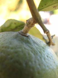            Fruit (Winter Haven, FL)   