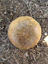            Fruit (Winter Haven, FL)   