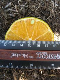            Fruit cross-section (Winter Haven, FL)   