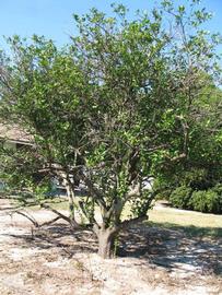            Habit (Winter Haven, FL)   