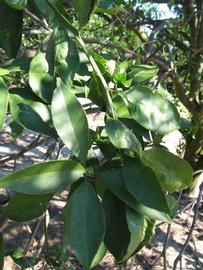              Shade leaves (Winter Haven, FL)       